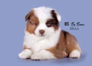 Bis by Bauer ~ БИСКВИТ, Мини-американская овчарка, фото 7 — питомник by Bauer