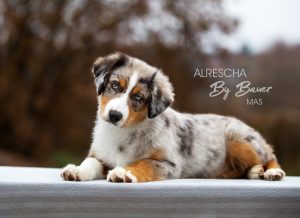 Alresha by Bauer ~ ТАЙРА, Мини-американская овчарка, фото 1 — питомник by Bauer