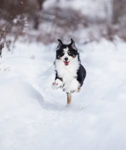 Born to Win by Bauer ~ БЬЁРН, Мини-американская овчарка, фото 5 — питомник by Bauer