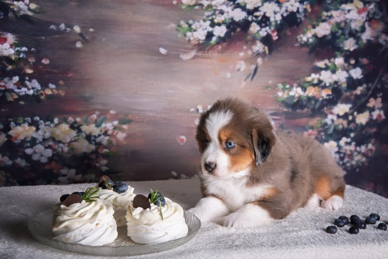 Pavlova by Bauer ~