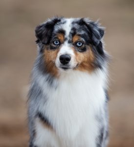 Wealth by Bauer ~ ВЕЛСИ, Мини-американская овчарка, фото 11 — питомник by Bauer