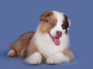 Bis by Bauer ~ БИСКВИТ, Мини-американская овчарка, фото 6 — питомник by Bauer