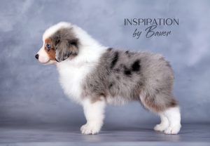 Inspiration by Bauer ~ КИВИ, Мини-американская овчарка, фото 16 — питомник by Bauer