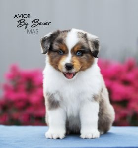 AVIOR by Bauer ~ ТАШ, Мини-американская овчарка, фото 40 — питомник by Bauer