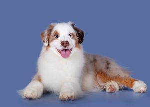 Benefits by Bauer ~ БЕНЯ, Мини-американская овчарка, фото 5 — питомник by Bauer