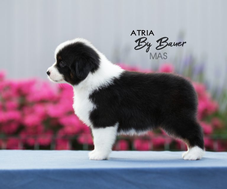 Atria by Bauer ~ LUCY
