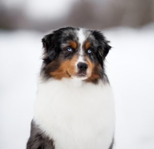 AVIOR by Bauer ~ ТАШ, Мини-американская овчарка, фото 1 — питомник by Bauer