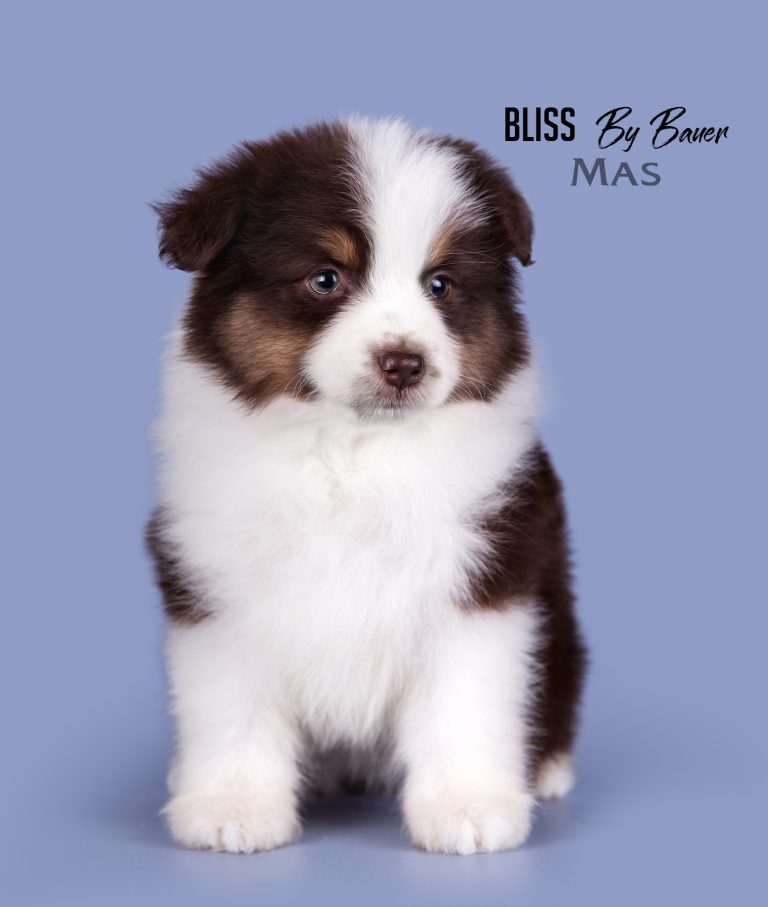 Bliss by Bauer ~