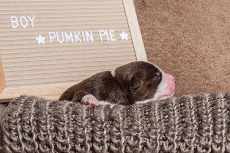 Pumkin Pie by Bauer ~