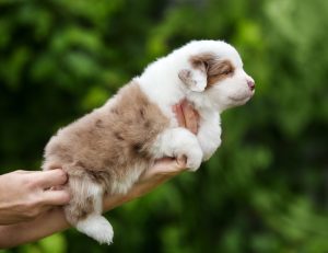 Benefits by Bauer ~ БЕНЯ, Мини-американская овчарка, фото 3 — питомник by Bauer