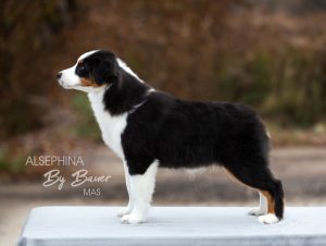 ALSEPHINA by Bauer ~ МАСЯ, Мини-американская овчарка, фото 4 — питомник by Bauer