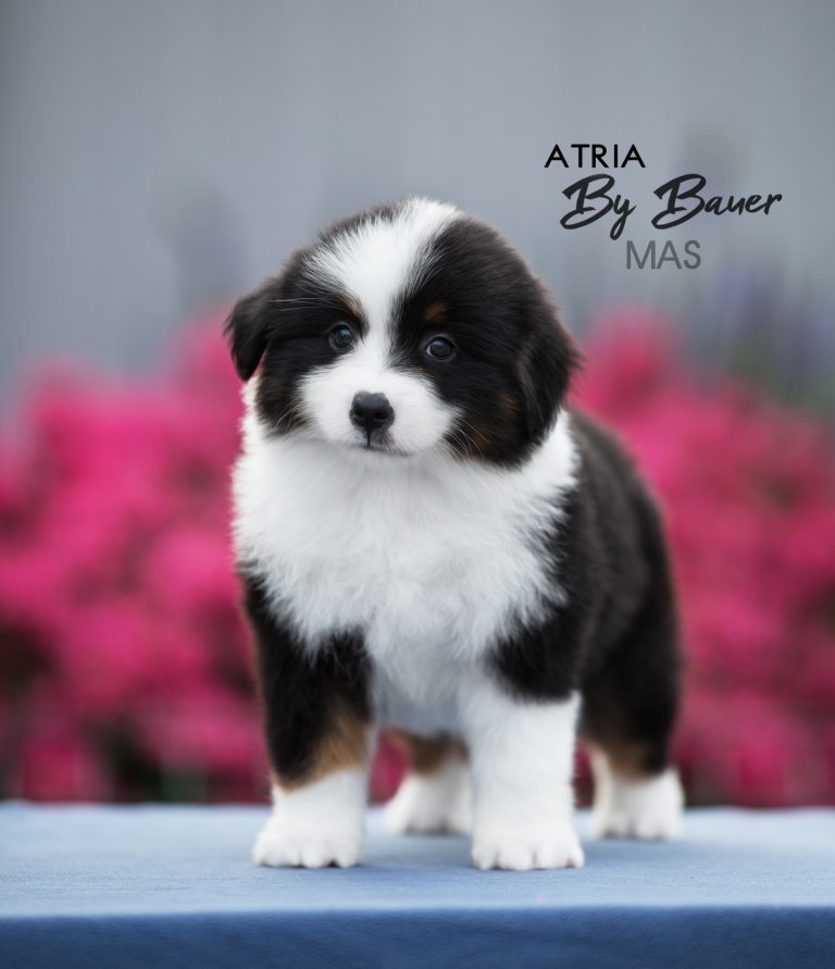 Atria by Bauer ~ LUCY