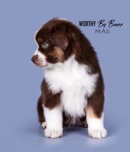 Worthy by Bauer ~ АЙСА, Мини-американская овчарка, фото 2 — питомник by Bauer