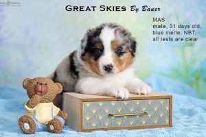 Great Skies by Bauer (НБТ) ~ ПОНЧИК, Мини-американская овчарка, фото 9 — питомник by Bauer