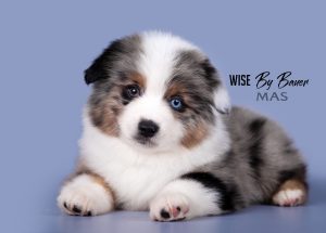 Wise by Bauer ~ ВАЙС, Мини-американская овчарка, фото 11 — питомник by Bauer