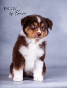 Incom by Bauer ~ ЙОКО, Мини-американская овчарка, фото 5 — питомник by Bauer