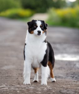 ALSEPHINA by Bauer ~ МАСЯ, Мини-американская овчарка, фото 1 — питомник by Bauer