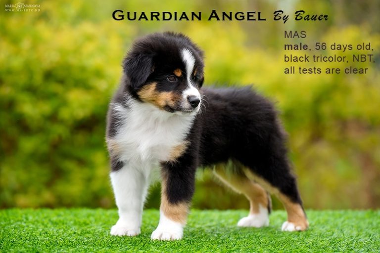 Guardin Angel by Bauer