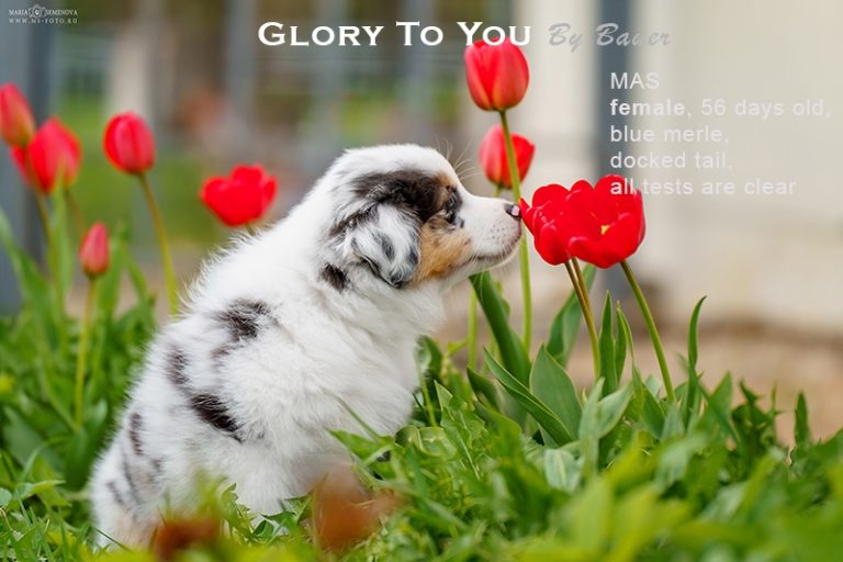 Glory to You by Bauer