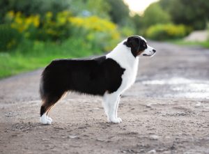 ALSEPHINA by Bauer ~ МАСЯ, Мини-американская овчарка, фото 9 — питомник by Bauer
