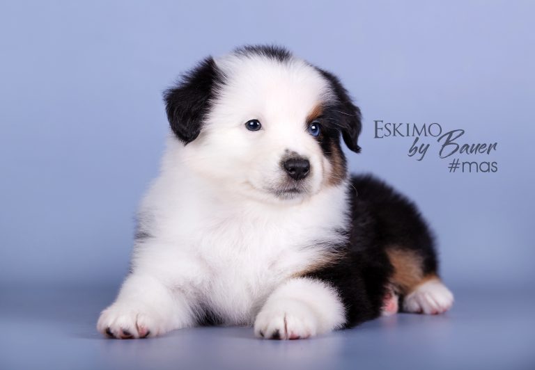 Eskimo by Bauer ~