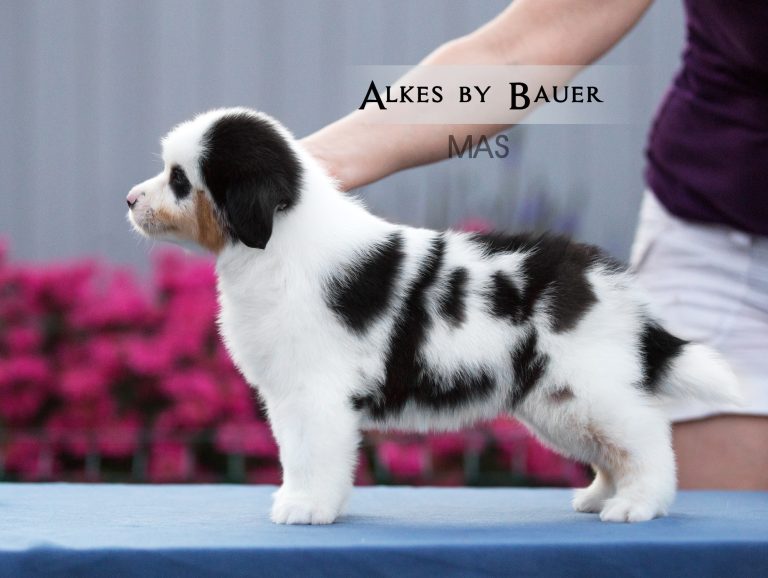 Alkes by Bauer ~ ДЖОННИ