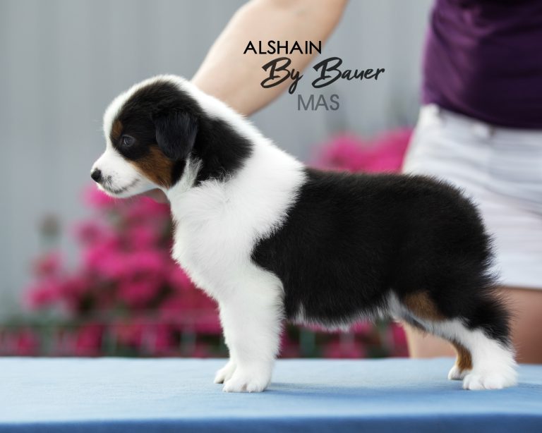 Alshain by Bauer ~ АЛЯ