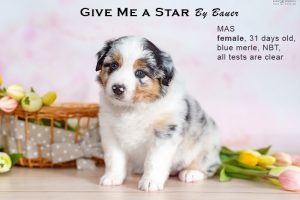 Give me a Star by Bauer (НБТ) ~ ЛЕЯ, Мини-американская овчарка, фото 3 — питомник by Bauer