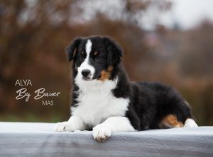 Alya by Bauer ~ МАСЯ, Мини-американская овчарка, фото 2 — питомник by Bauer