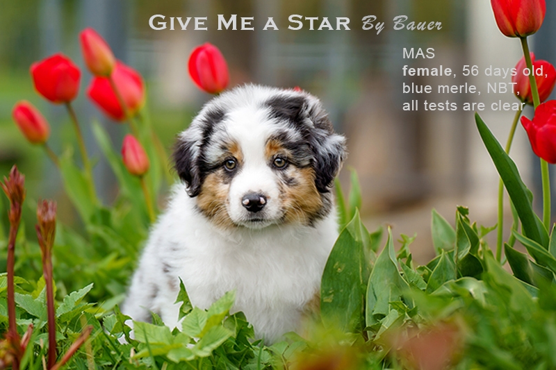 Give me a Star by Bauer (НБТ) ~ ЛЕЯ