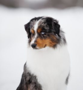 AVIOR by Bauer ~ ТАШ, Мини-американская овчарка, фото 4 — питомник by Bauer