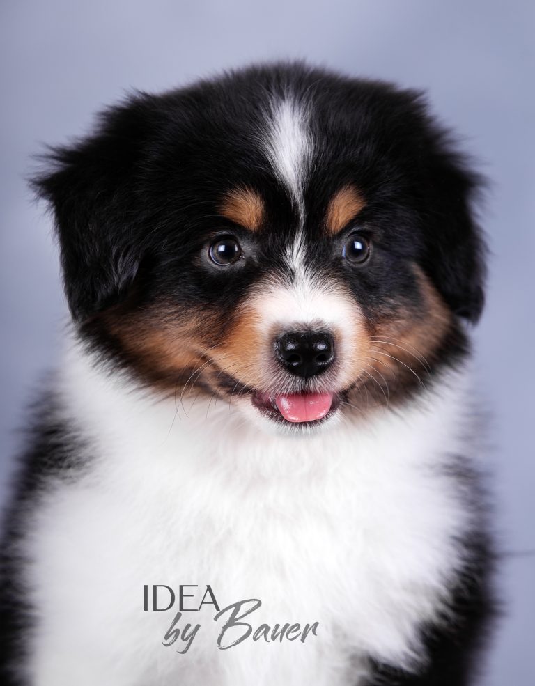 Idea by Bauer ~ УМА