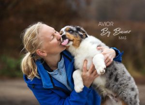 AVIOR by Bauer ~ ТАШ, Мини-американская овчарка, фото 42 — питомник by Bauer