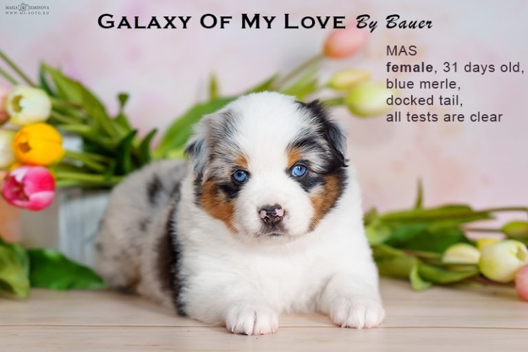 Galaxy of My Love by Bauer