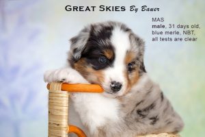 Great Skies by Bauer (НБТ) ~ ПОНЧИК, Мини-американская овчарка, фото 10 — питомник by Bauer
