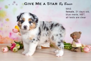 Give me a Star by Bauer (НБТ) ~ ЛЕЯ, Мини-американская овчарка, фото 9 — питомник by Bauer