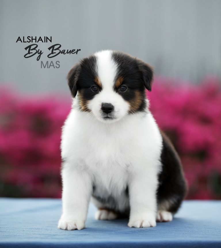 Alshain by Bauer ~ АЛЯ