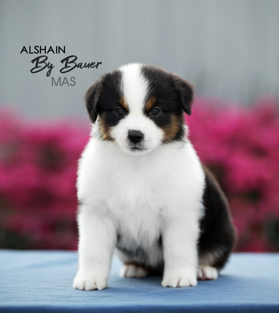 Щенок Alshain by Bauer ~ АЛЯ, Мини-американская овчарка, окрас черный триколор