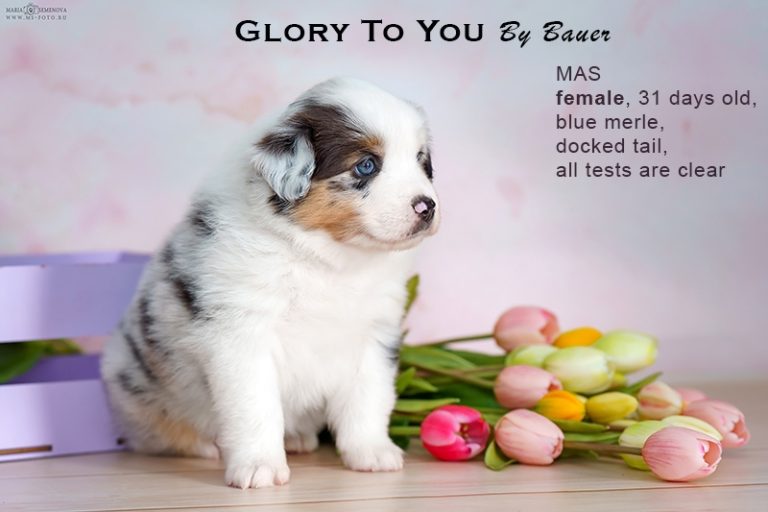 Glory to You by Bauer