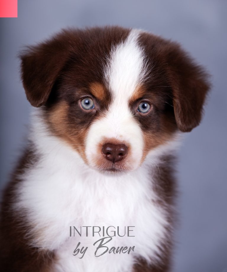 Intrigue by Bauer ~