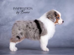 Inspiration by Bauer ~ КИВИ, Мини-американская овчарка, фото 6 — питомник by Bauer