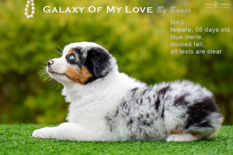 Galaxy of My Love by Bauer