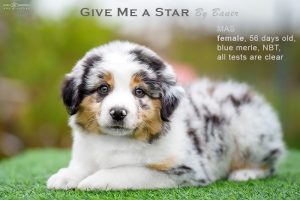 Give me a Star by Bauer (НБТ) ~ ЛЕЯ, Мини-американская овчарка, фото 5 — питомник by Bauer