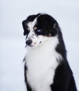 Born to Win by Bauer ~ БЬЁРН, Мини-американская овчарка, фото 12 — питомник by Bauer