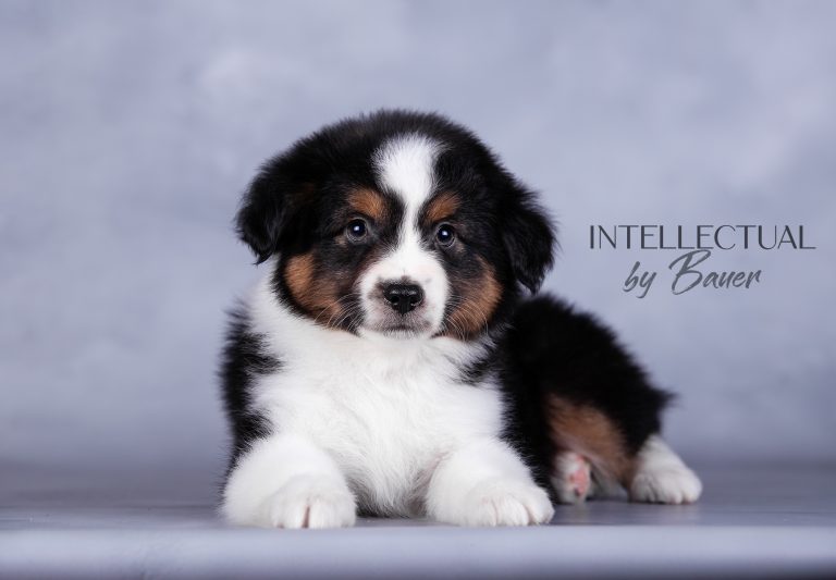 Intellectual by Bauer ~ РИККИ