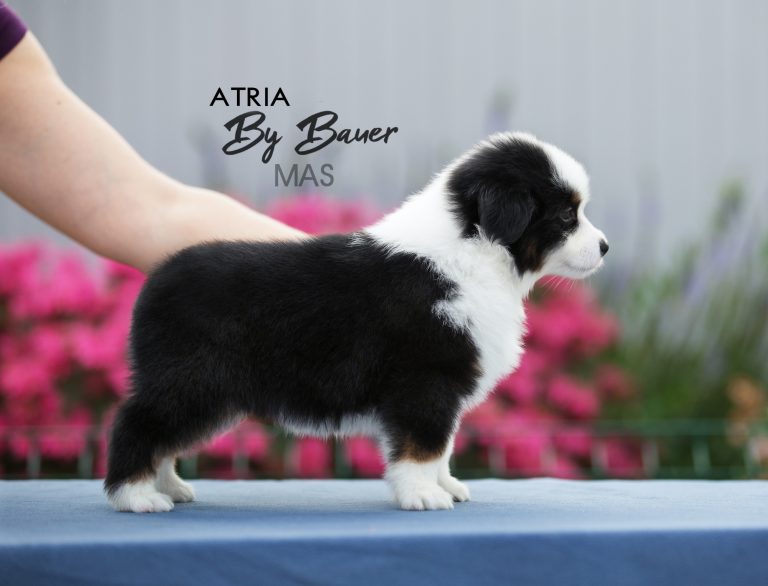 Atria by Bauer ~ LUCY