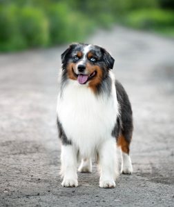 AVIOR by Bauer ~ ТАШ, Мини-американская овчарка, фото 9 — питомник by Bauer