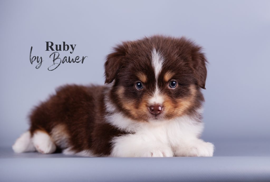 Щенок Ruby by Bauer, Мини-американская овчарка, окрас красный триколор