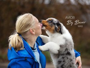 AVIOR by Bauer ~ ТАШ, Мини-американская овчарка, фото 43 — питомник by Bauer