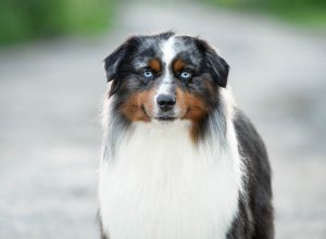 AVIOR by Bauer ~ ТАШ, Мини-американская овчарка, фото 7 — питомник by Bauer